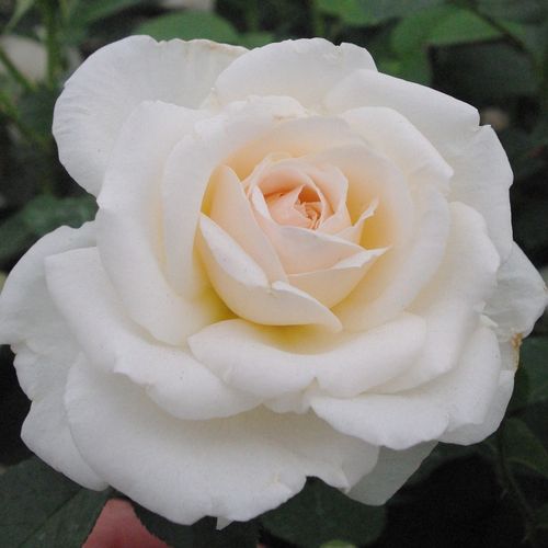 Vendita, rose rose ibridi di tea - bianco - Rosa Márton Áron - rosa mediamente profumata - Márk Gergely - ,-